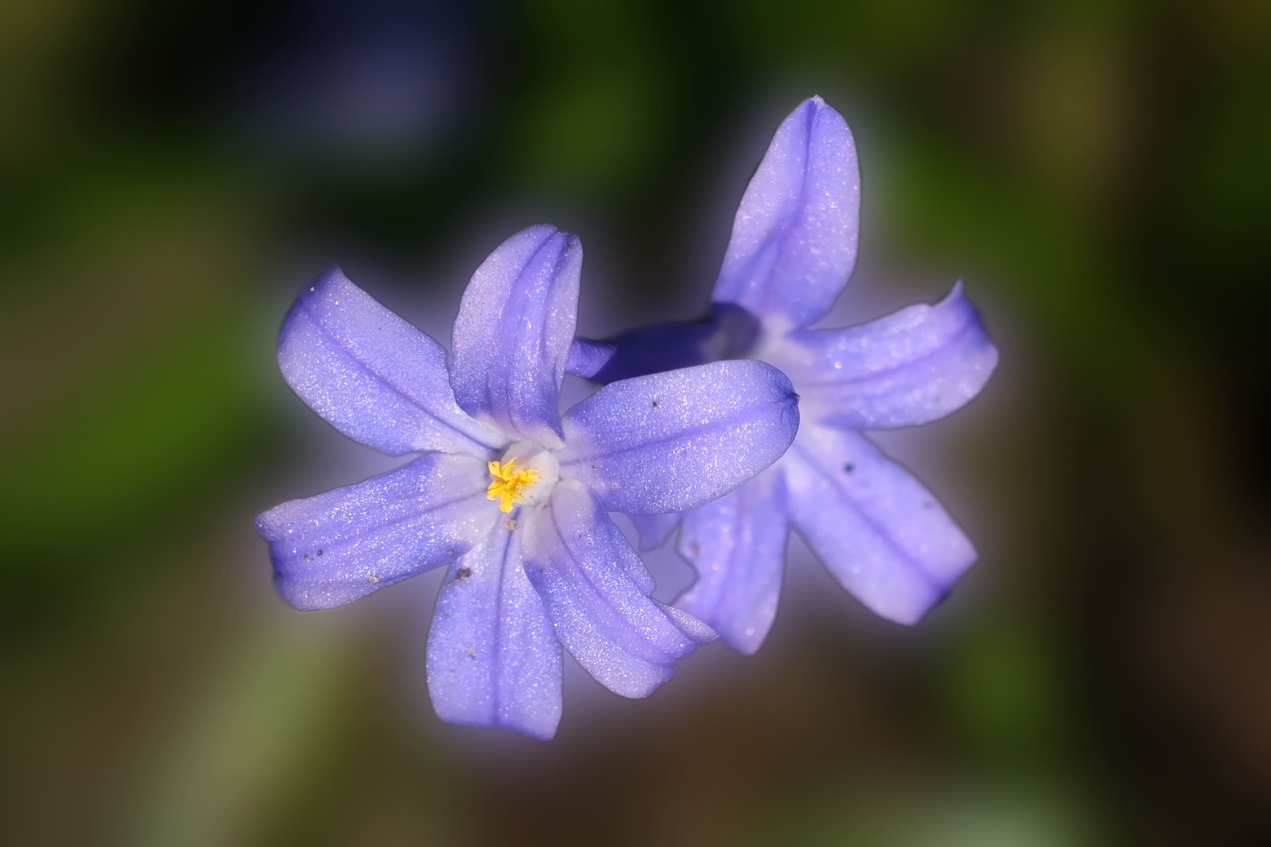 Chionodoxa