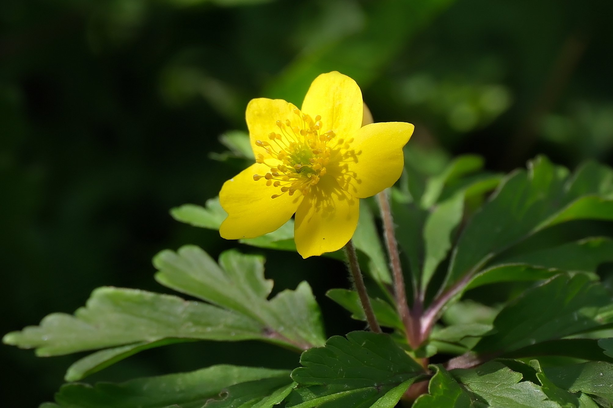 Gelbes Windr&ouml;schen