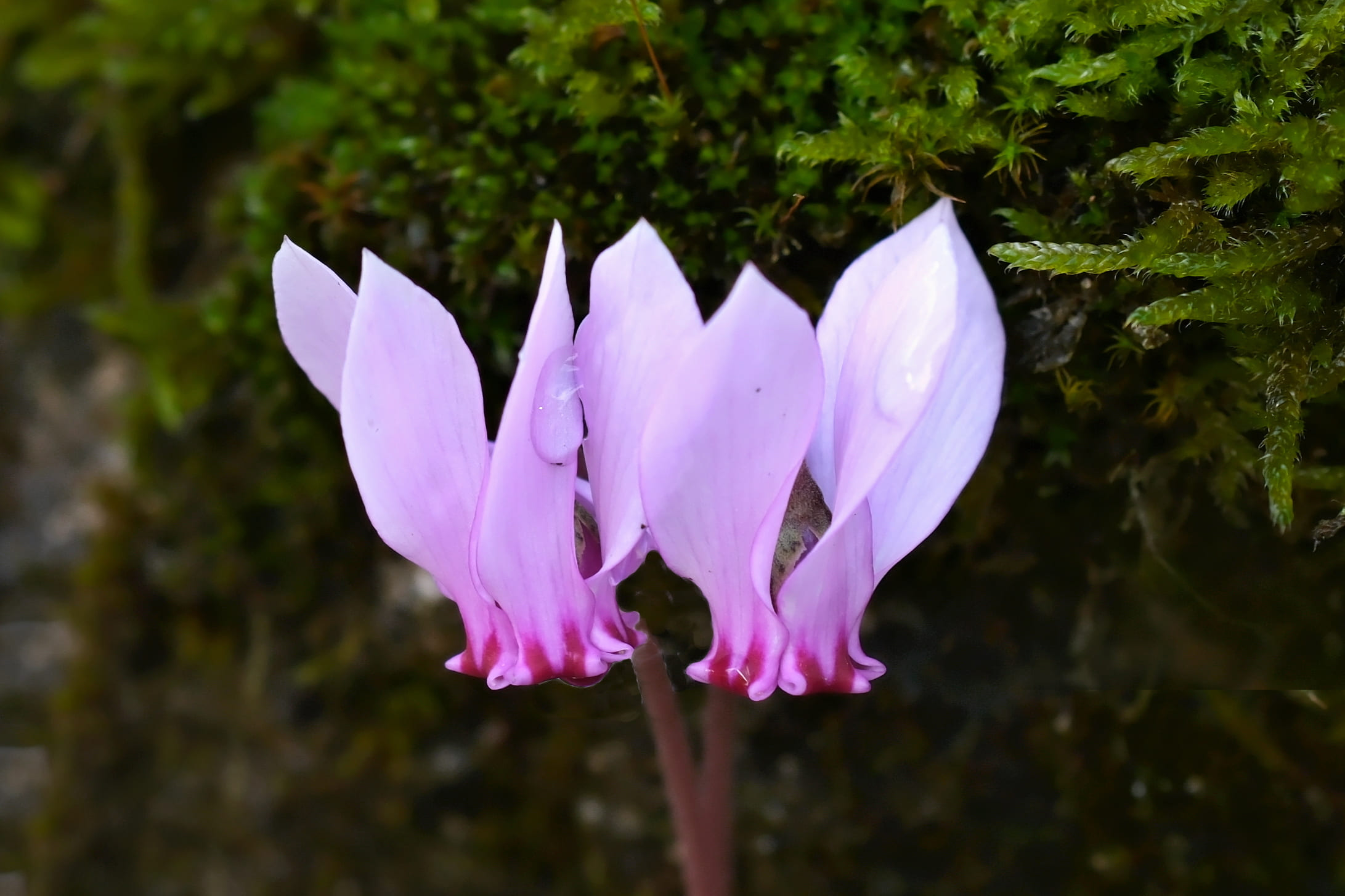 Alpenveilchen