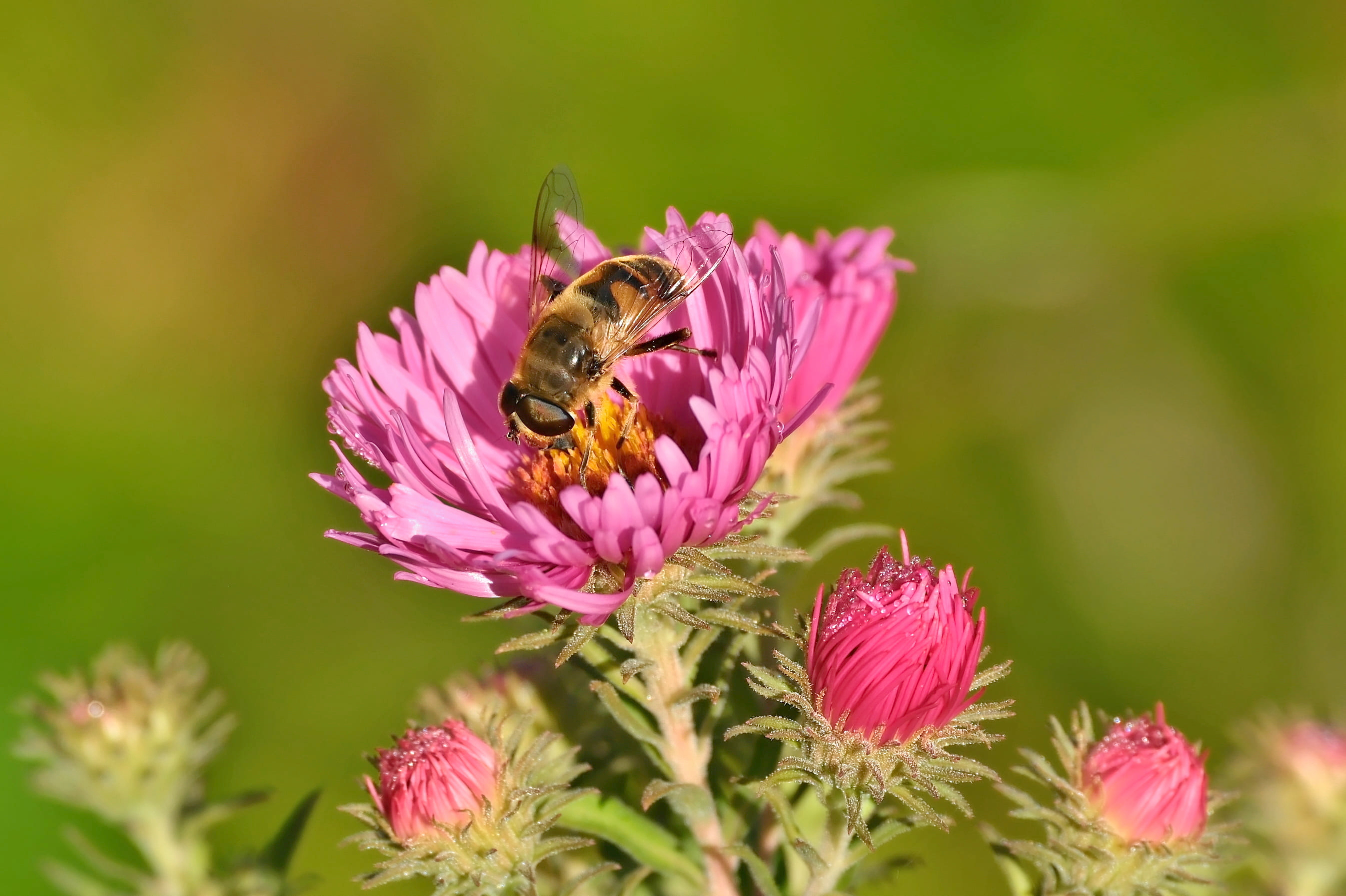 Aster_Mistbiene