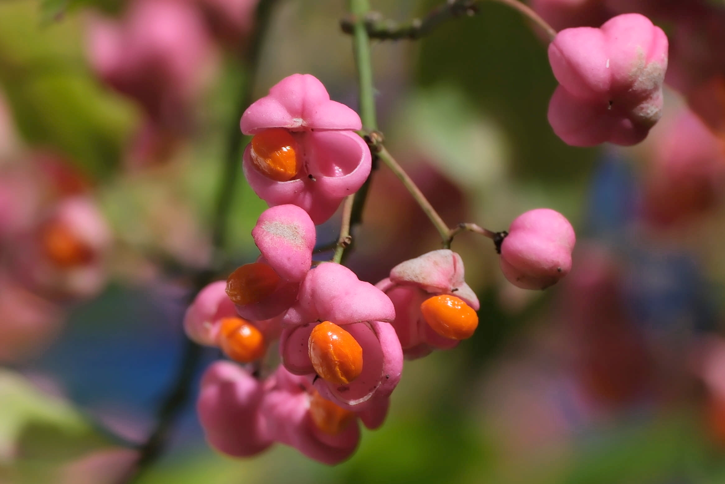 Pfaffenhuetchen_Fruechte