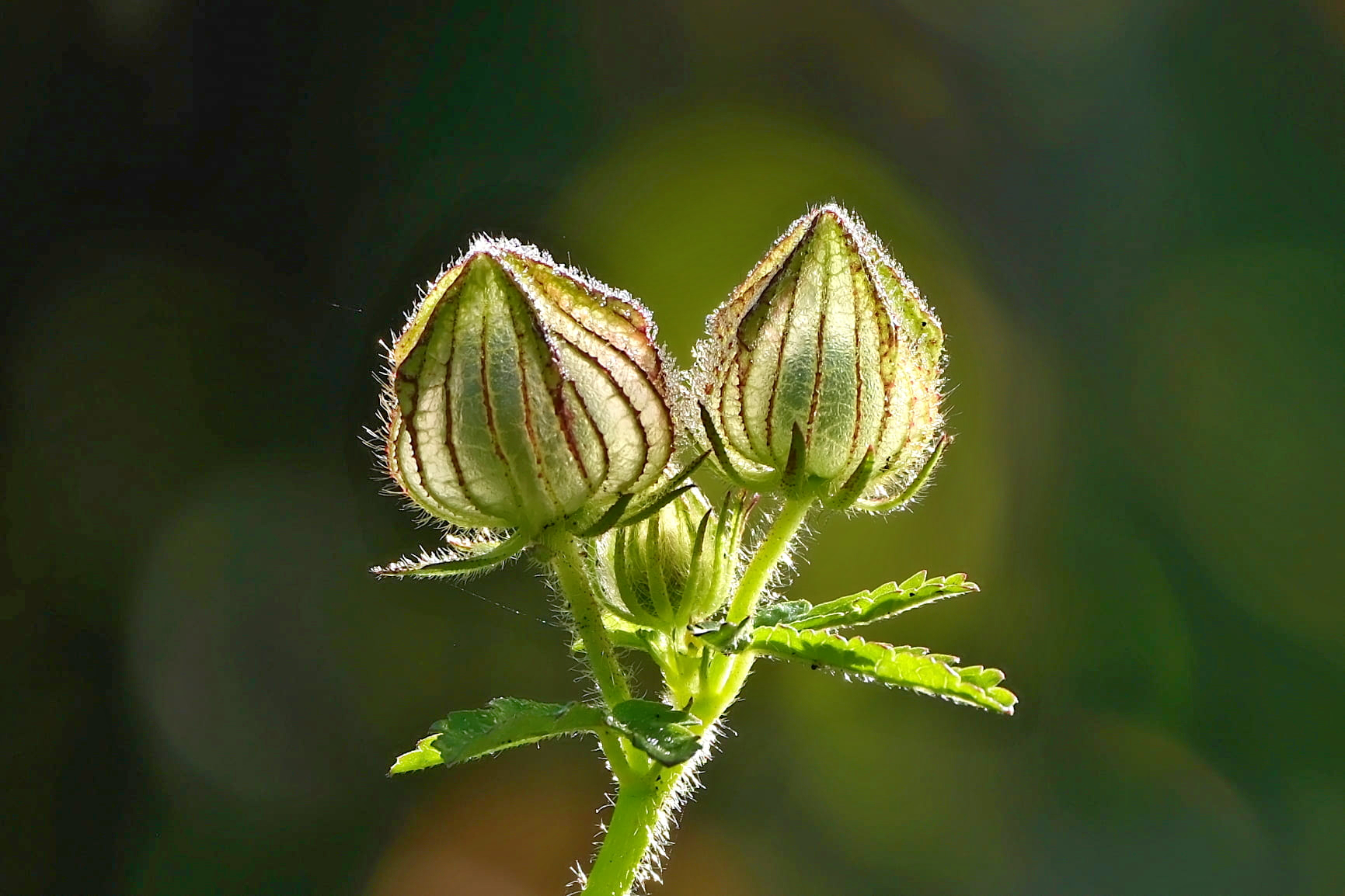 Stundenblume