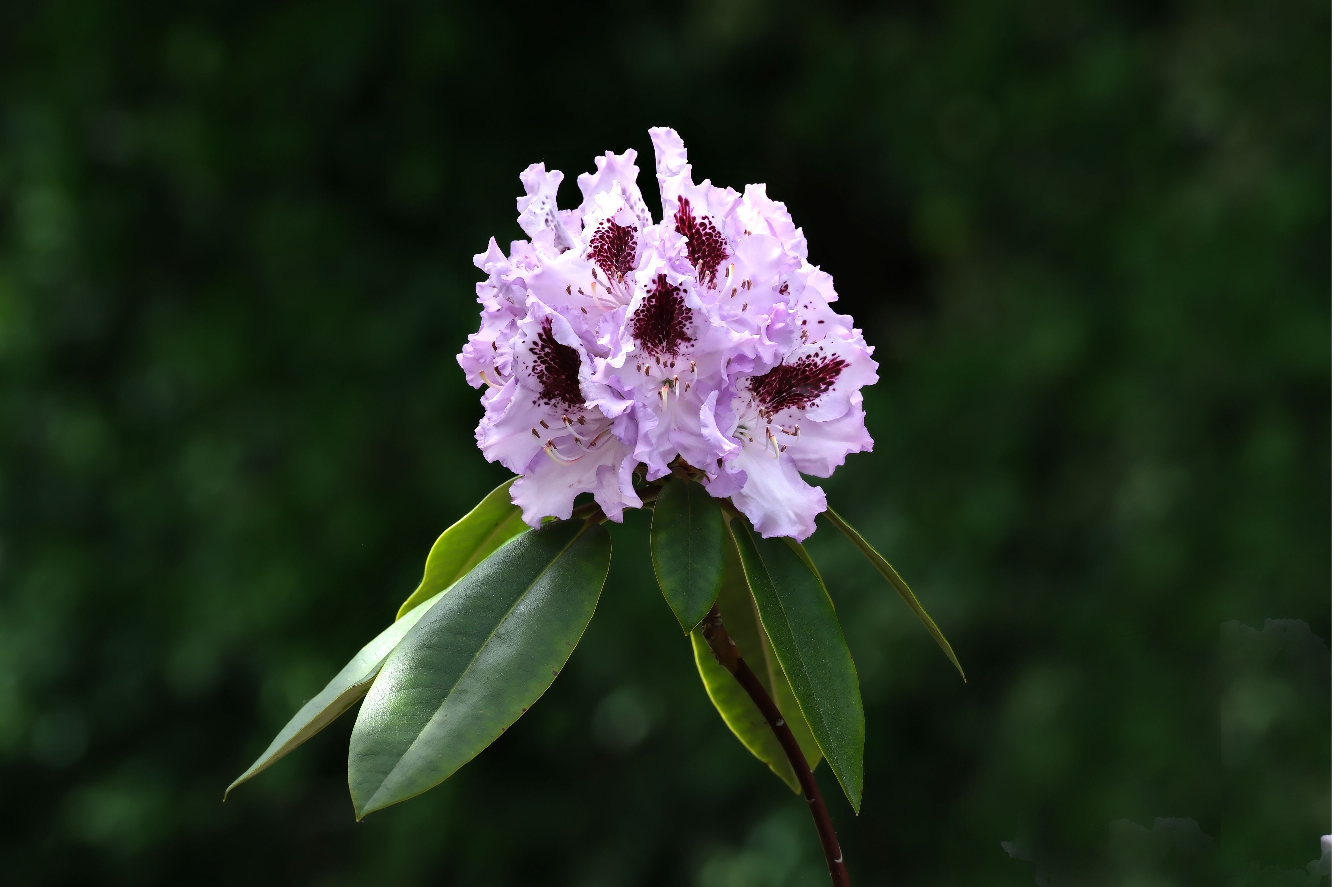 Rhododendron