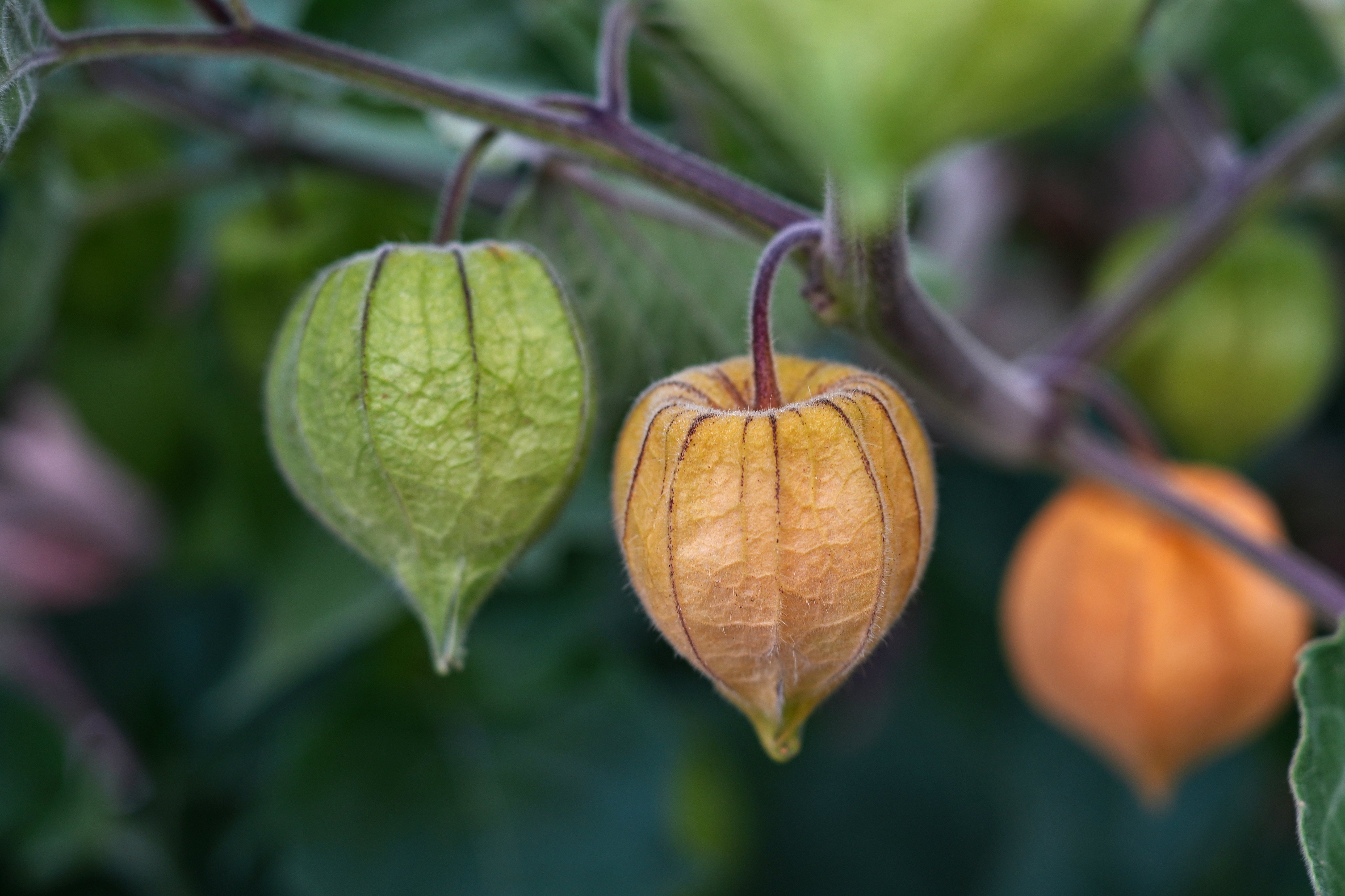 Physalis