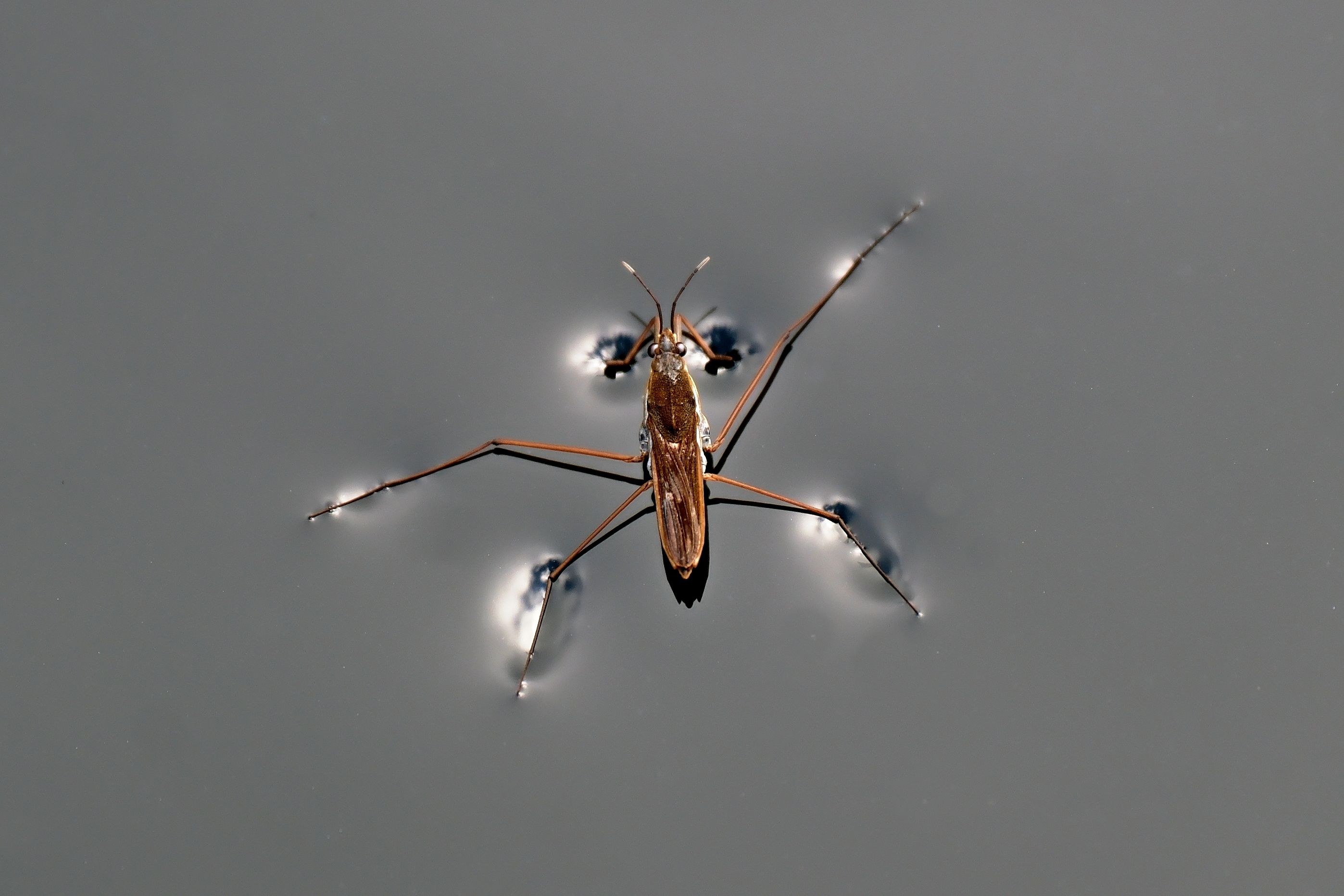 Wasserlaeufer
