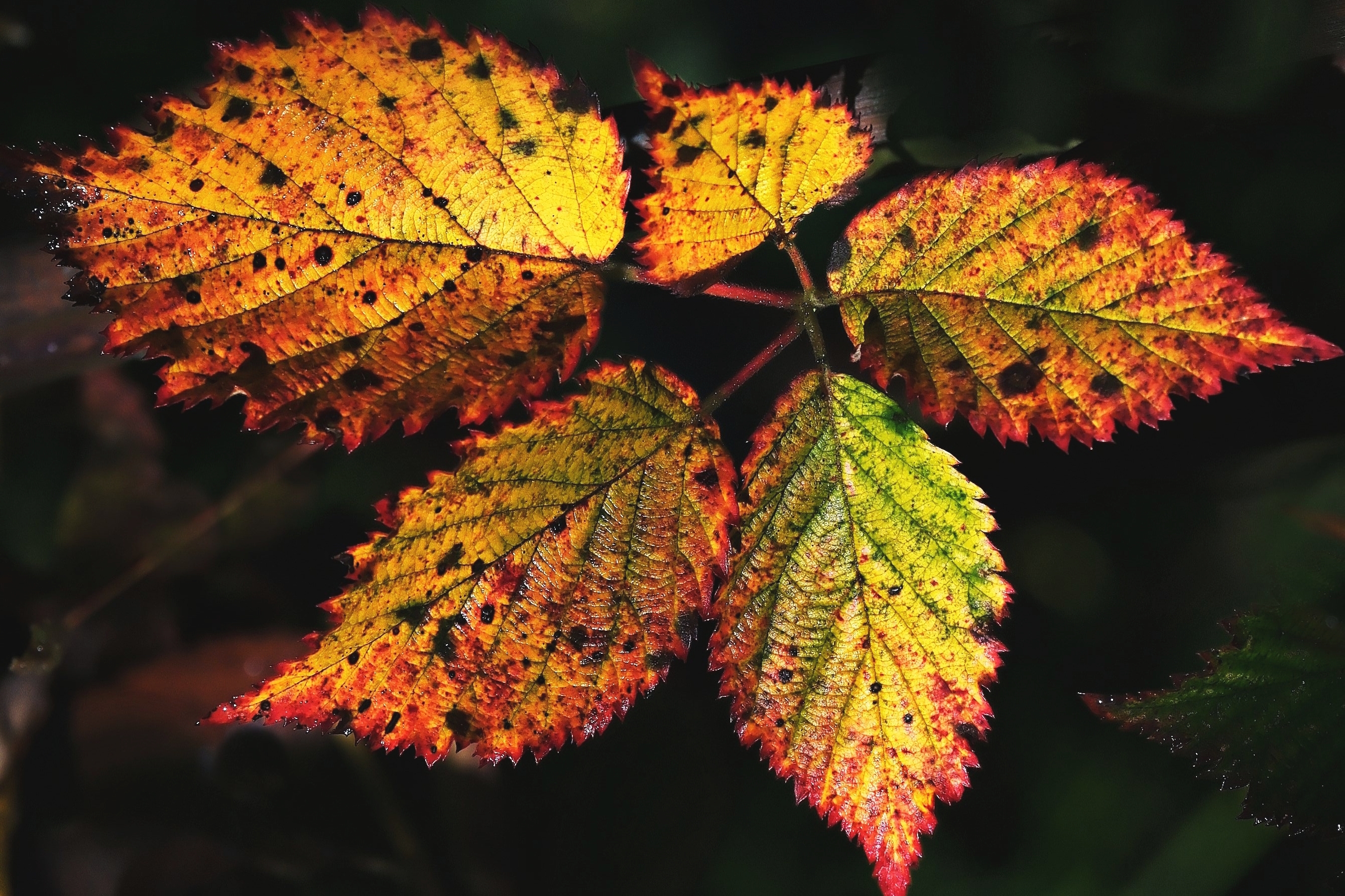 Buntblatt