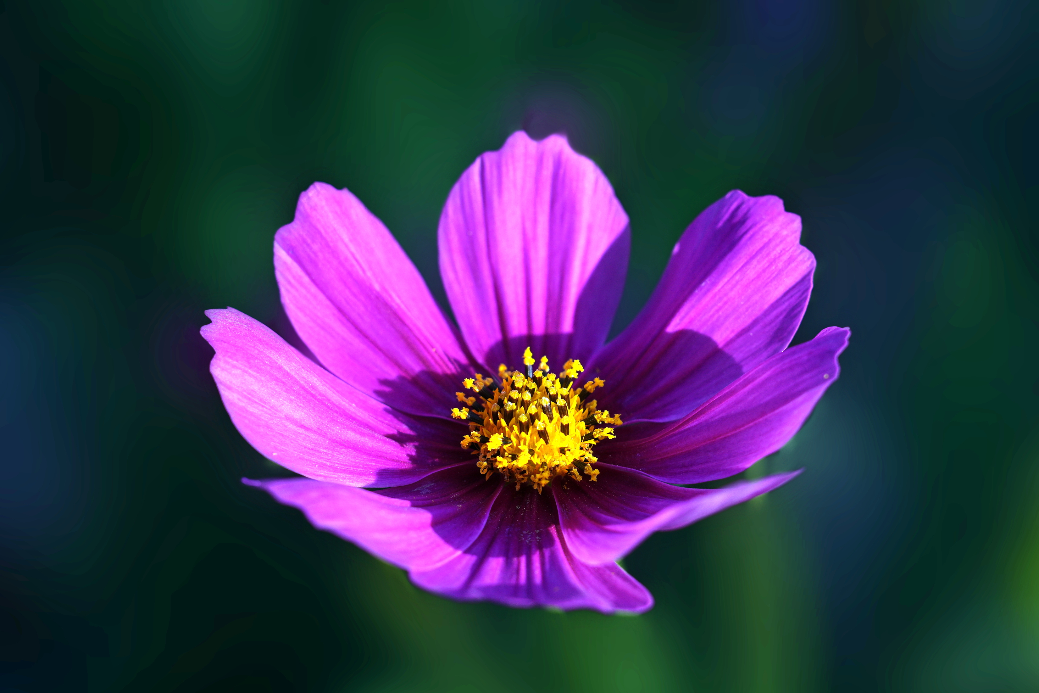 Cosmea