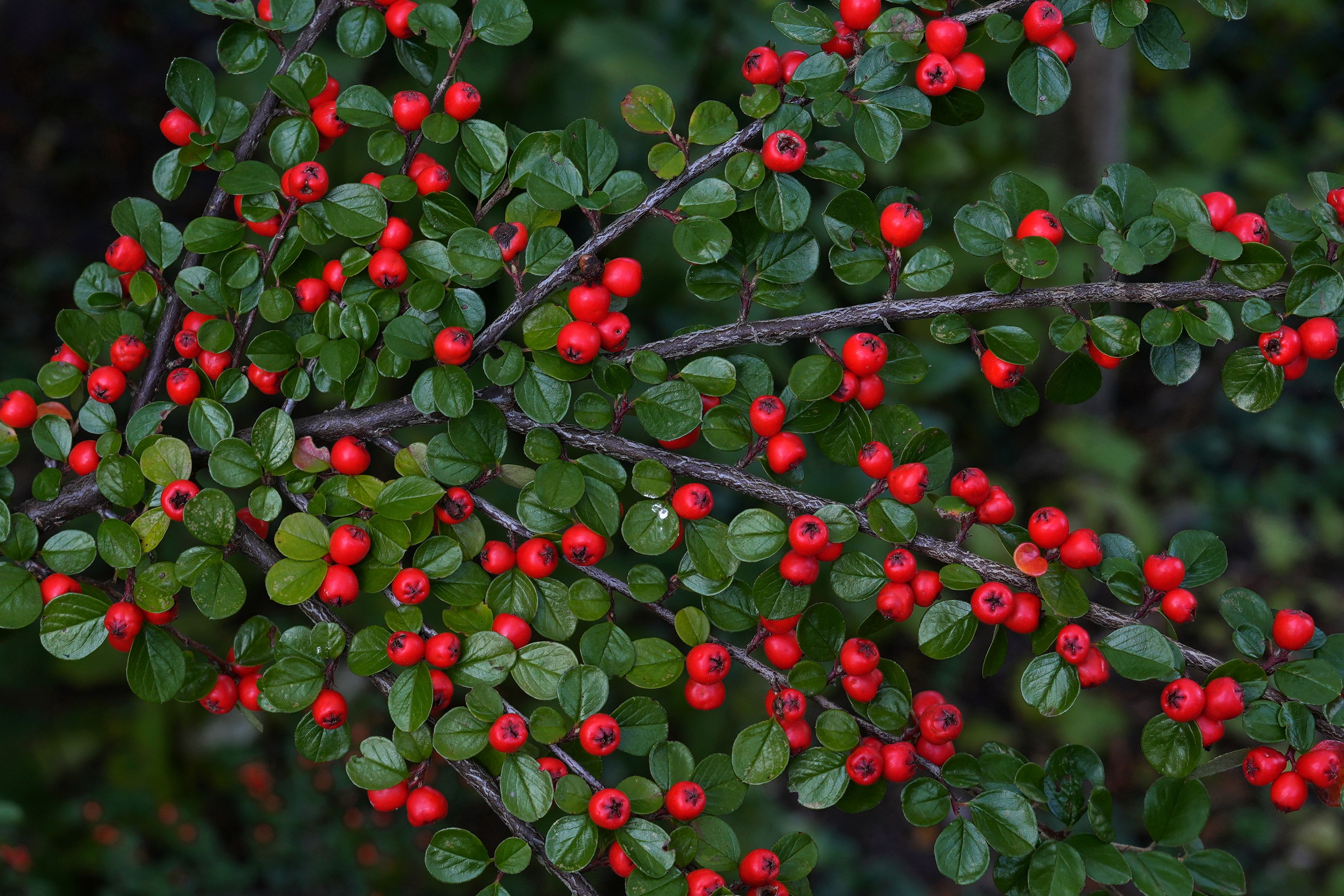 Cotoneaster