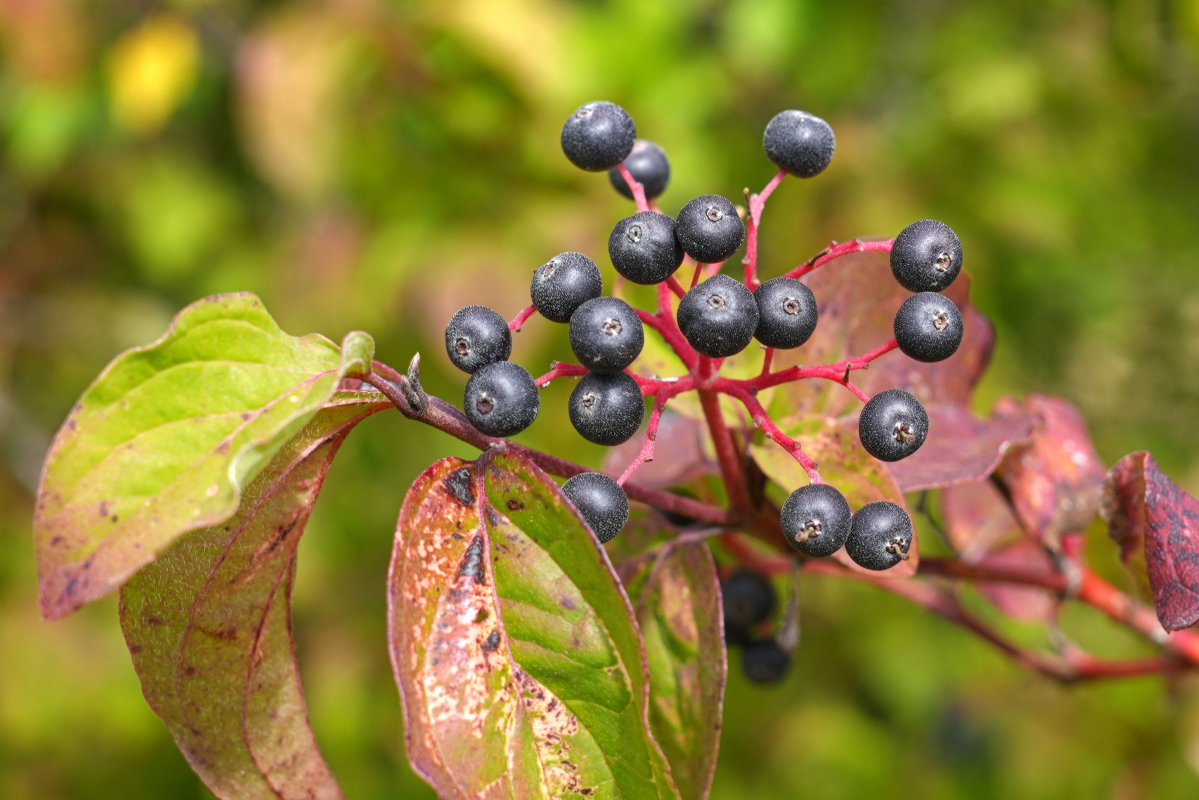 Holunderbeeren_reif