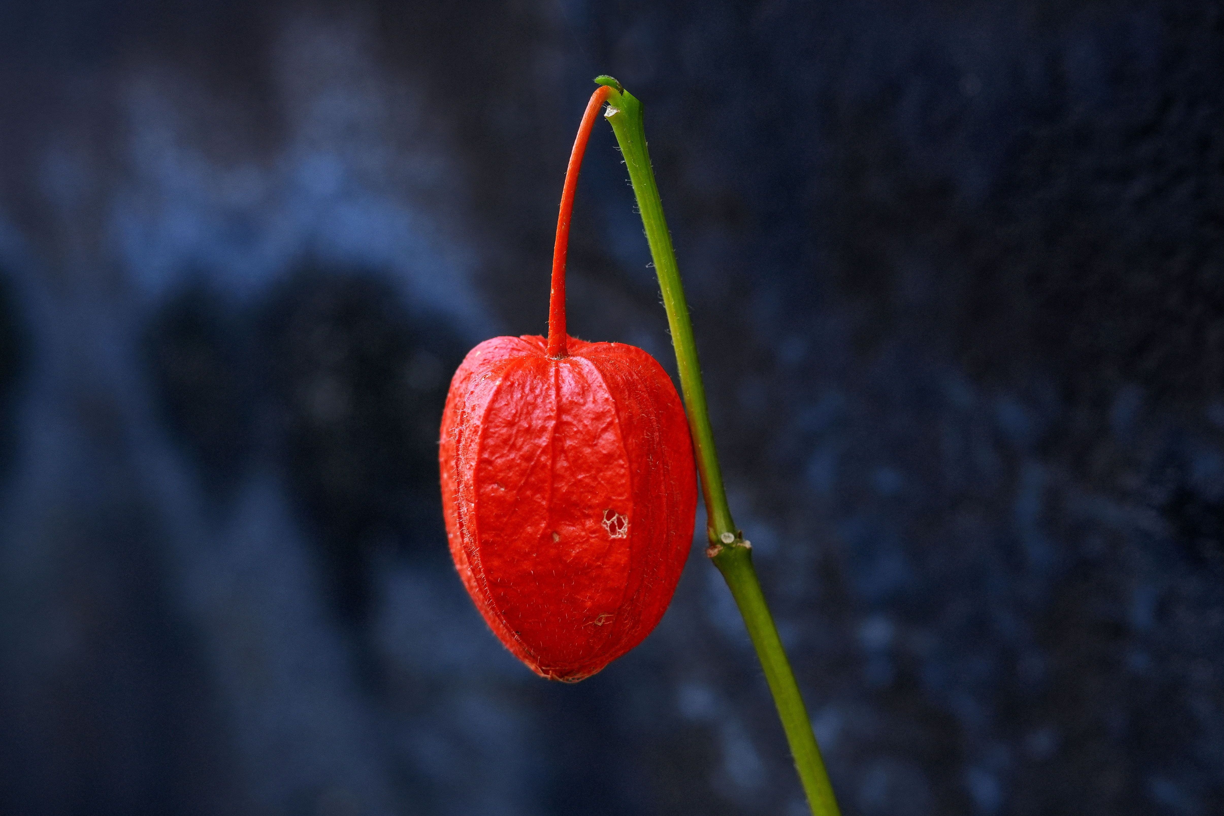 Physalis