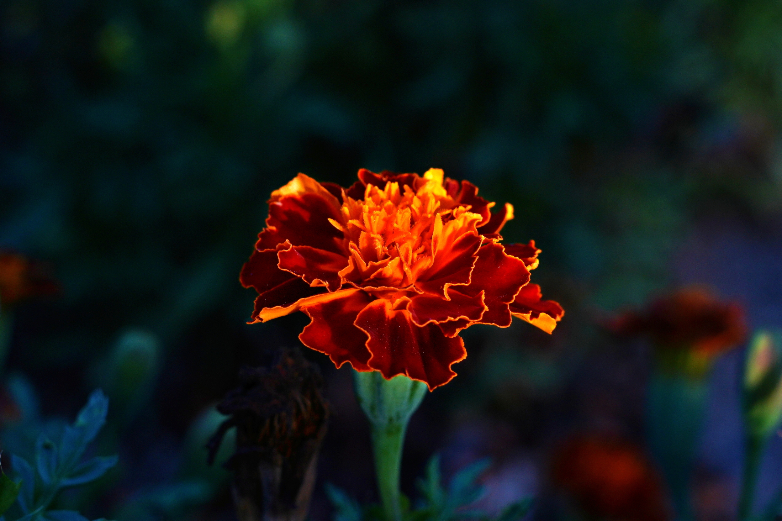 Tagetes