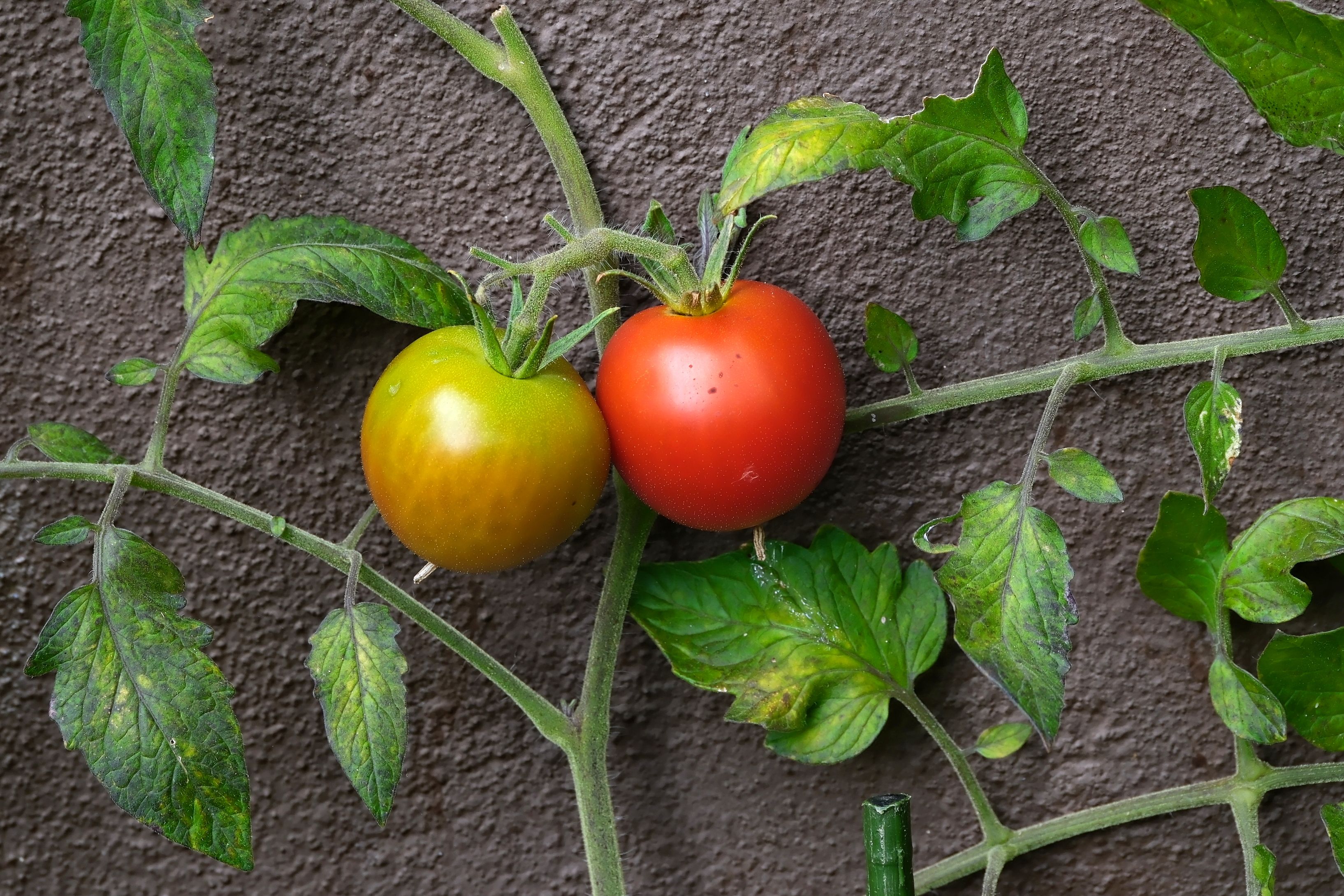 Tomaten