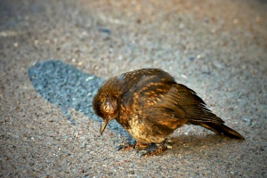 Amsel mit Usutuvirus
