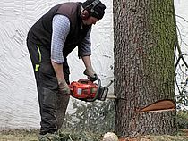 Baum wird gefällt